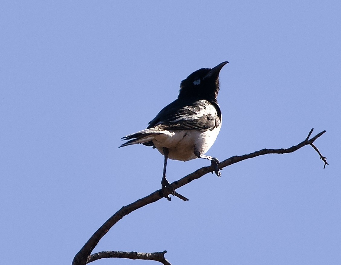 Pied Honeyeater - ML625146968