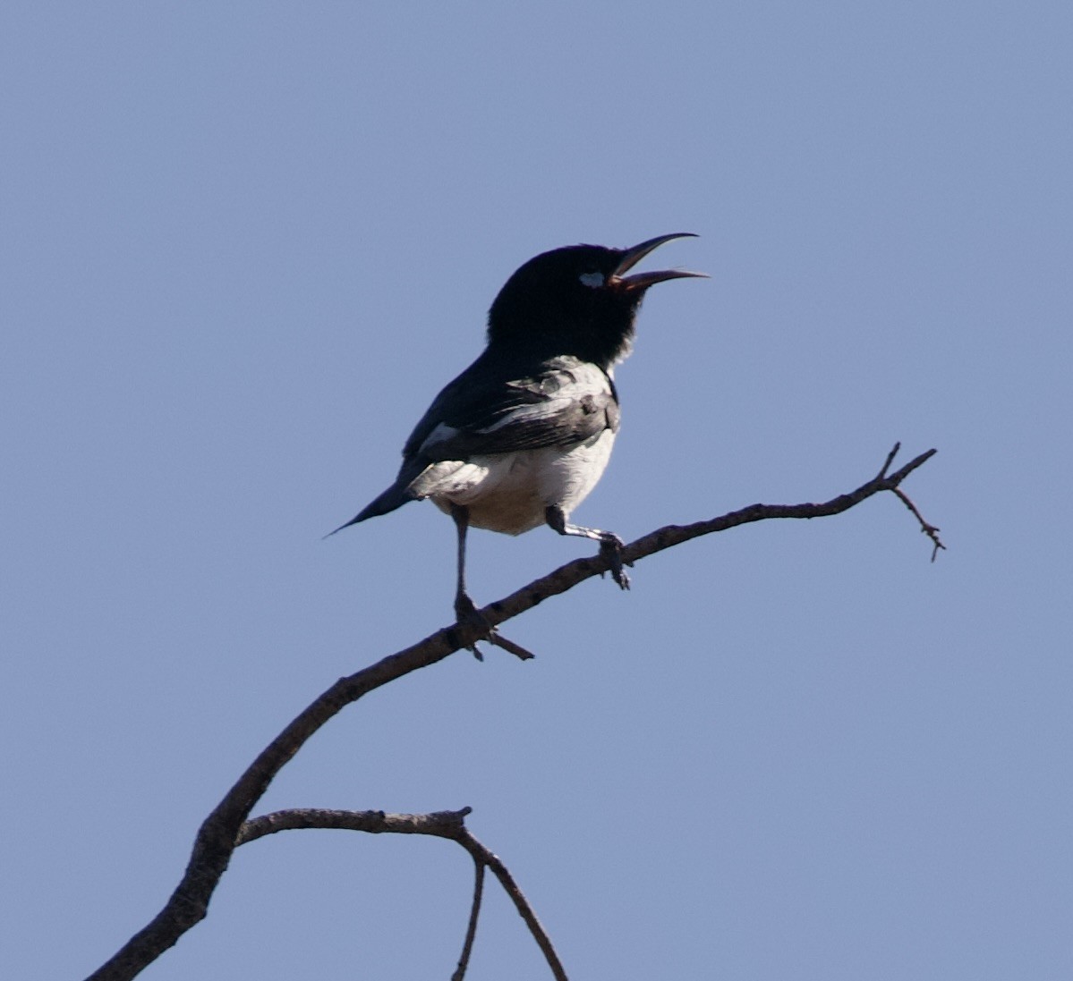 Pied Honeyeater - ML625146969