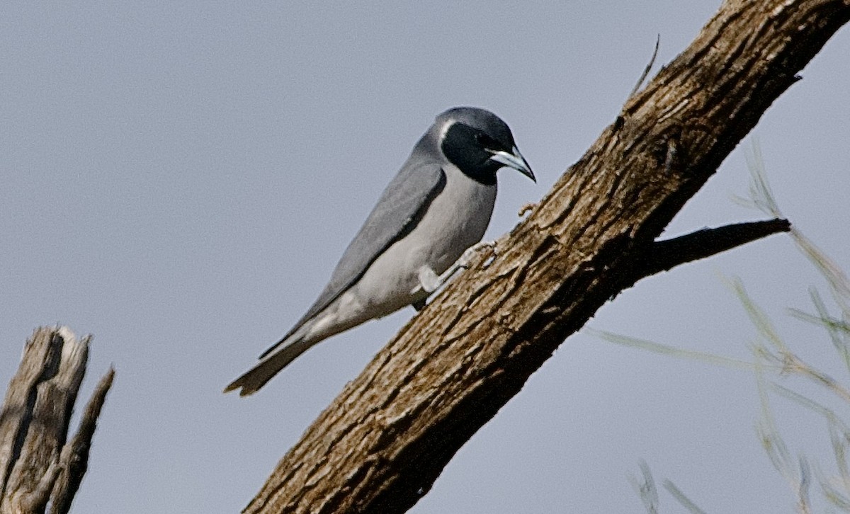 Masked Woodswallow - ML625146973