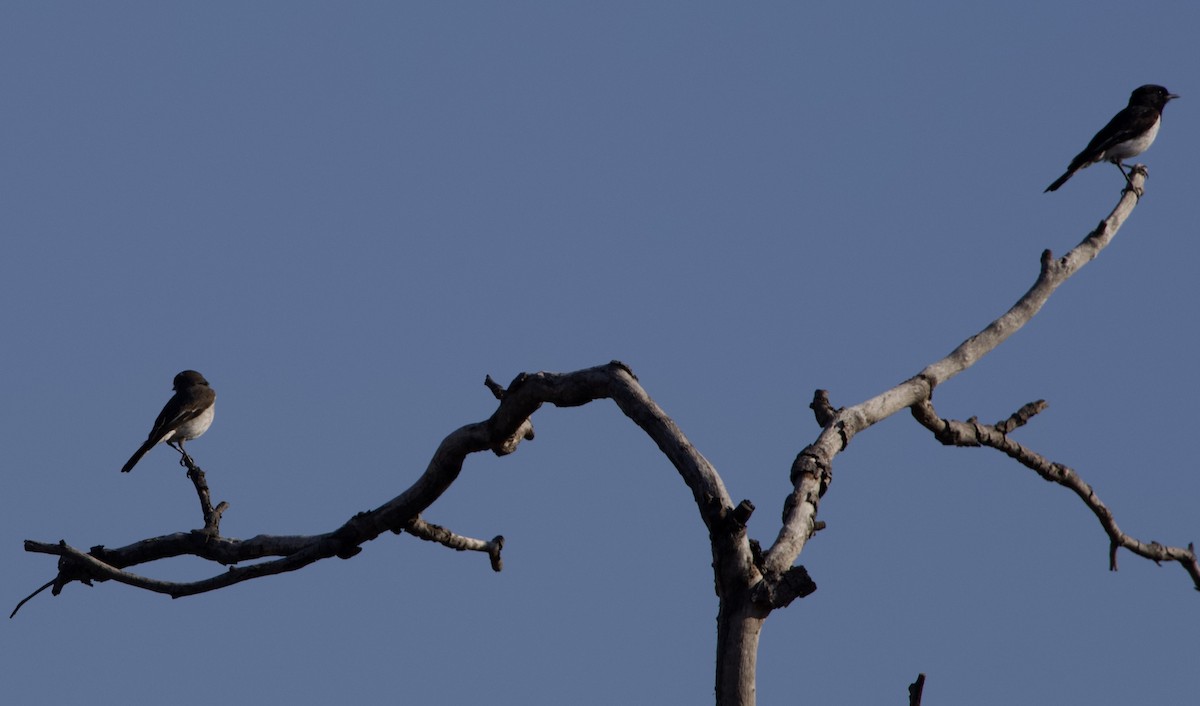 Hooded Robin - John Gregory