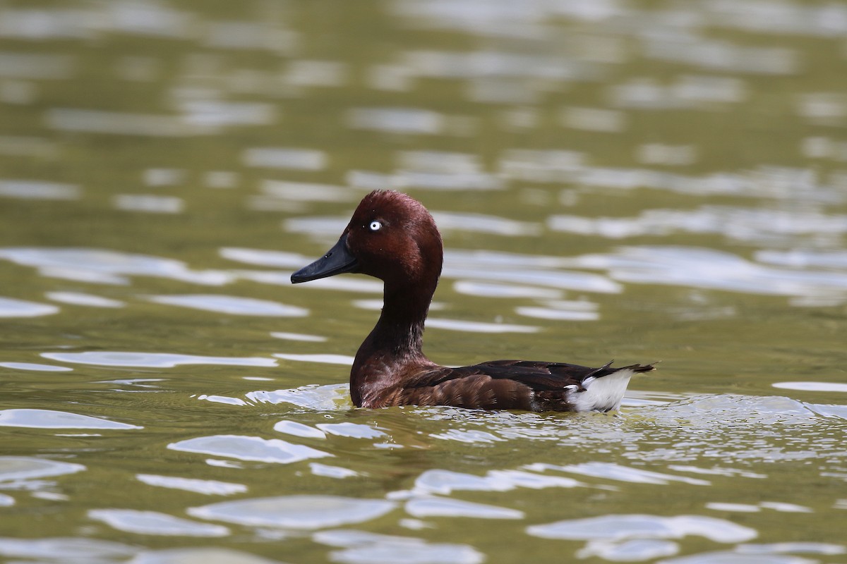Madagascar Pochard - ML625147017