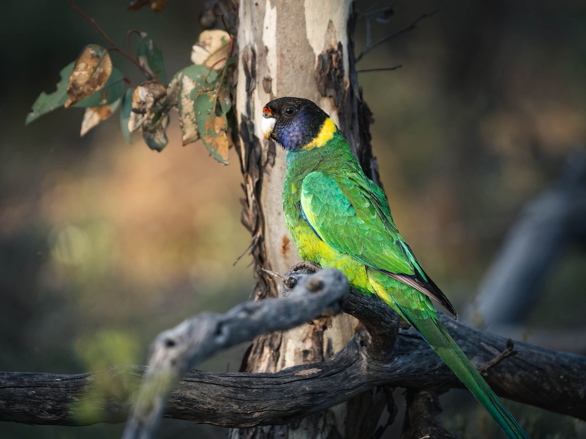 Australian Ringneck - ML625147025