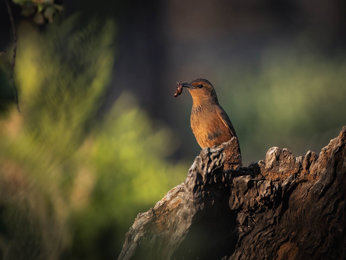 Rufous Treecreeper - ML625147027