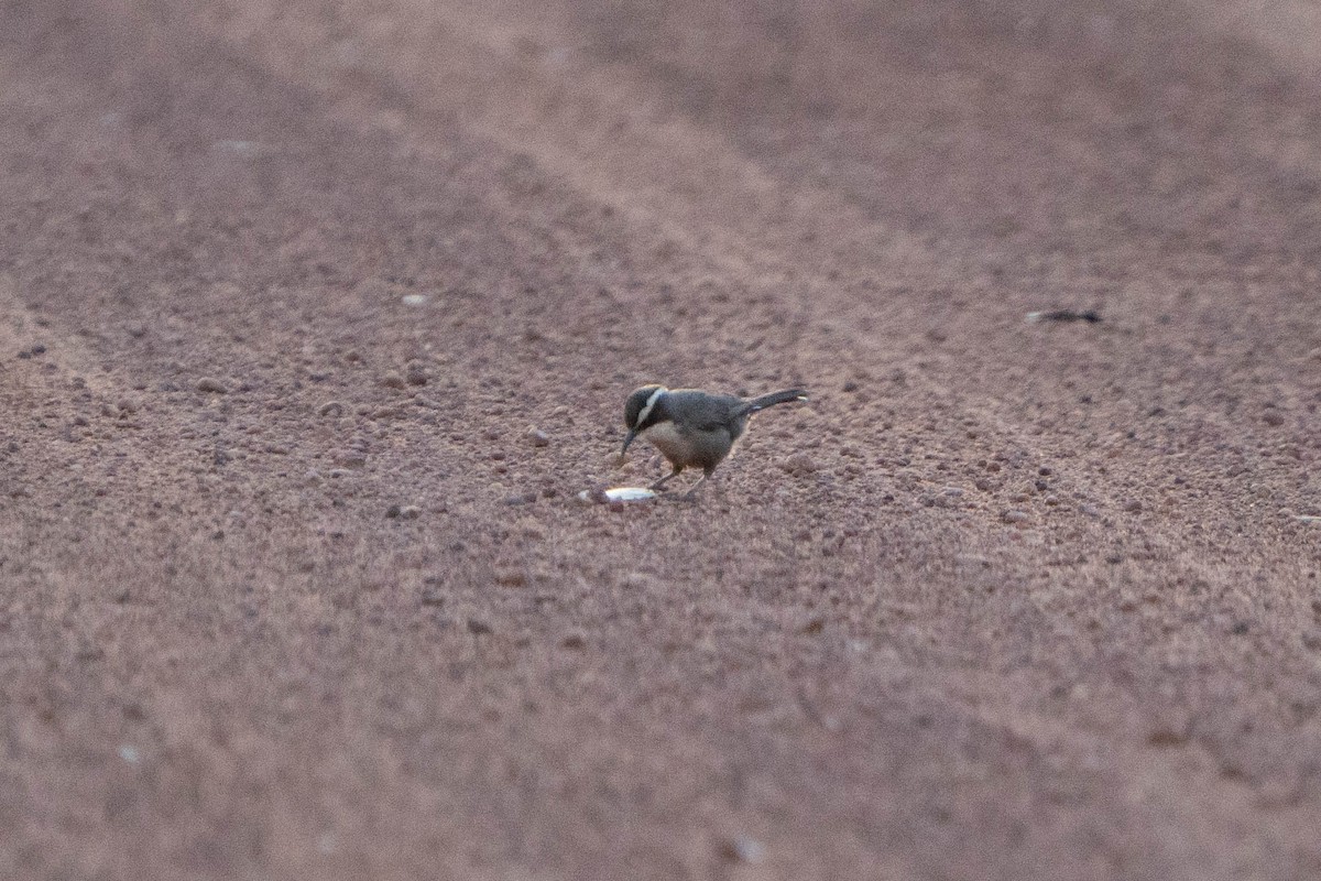 White-browed Babbler - ML625147028