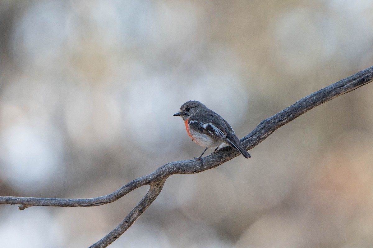 Scarlet Robin (Campbell's) - ML625147029