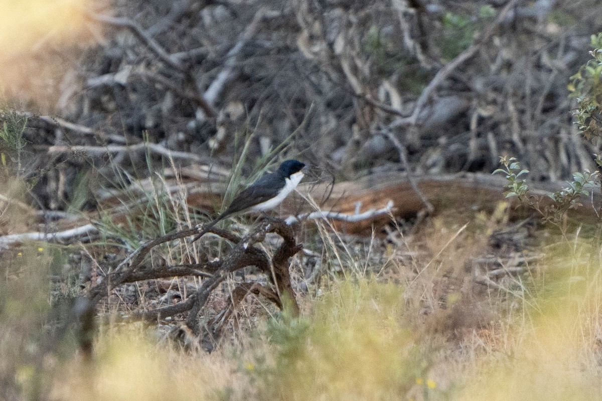 Restless Flycatcher - ML625147030