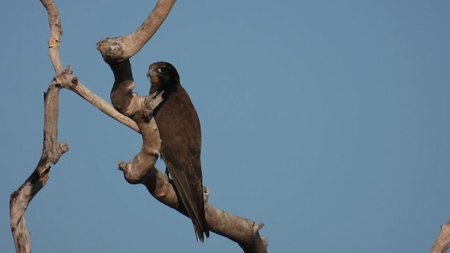 Brown Falcon - ML625147060