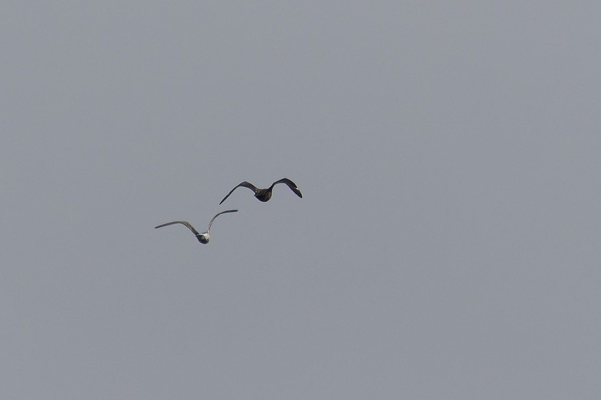 Brown Skua - Sila Viriyautsahakul