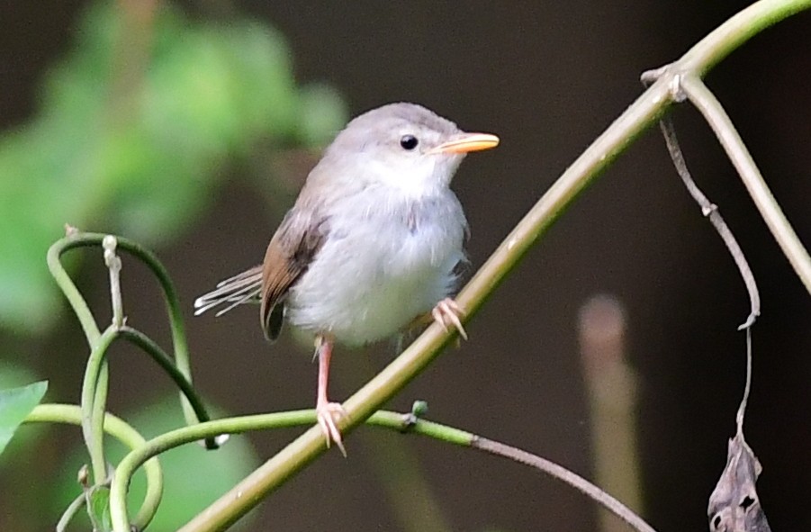 Gray-breasted Prinia - ML625147136