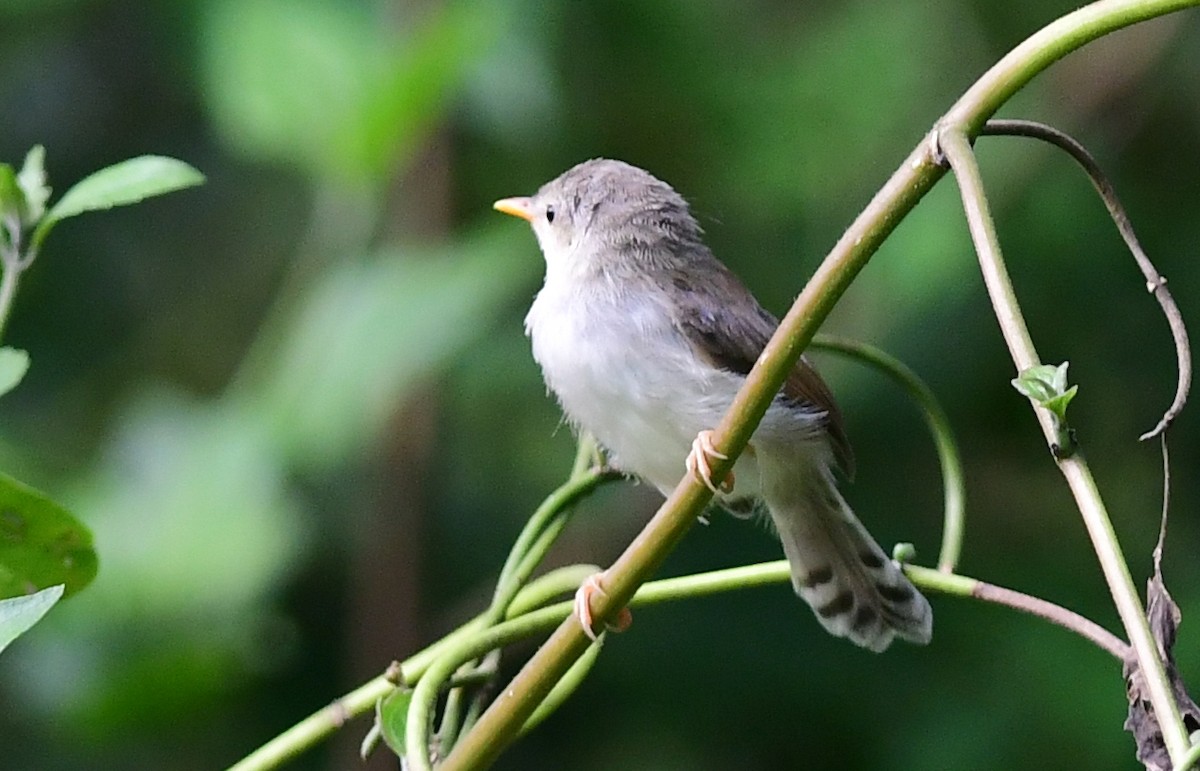 Gray-breasted Prinia - ML625147137