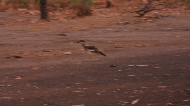 Bush Thick-knee - ML625147279
