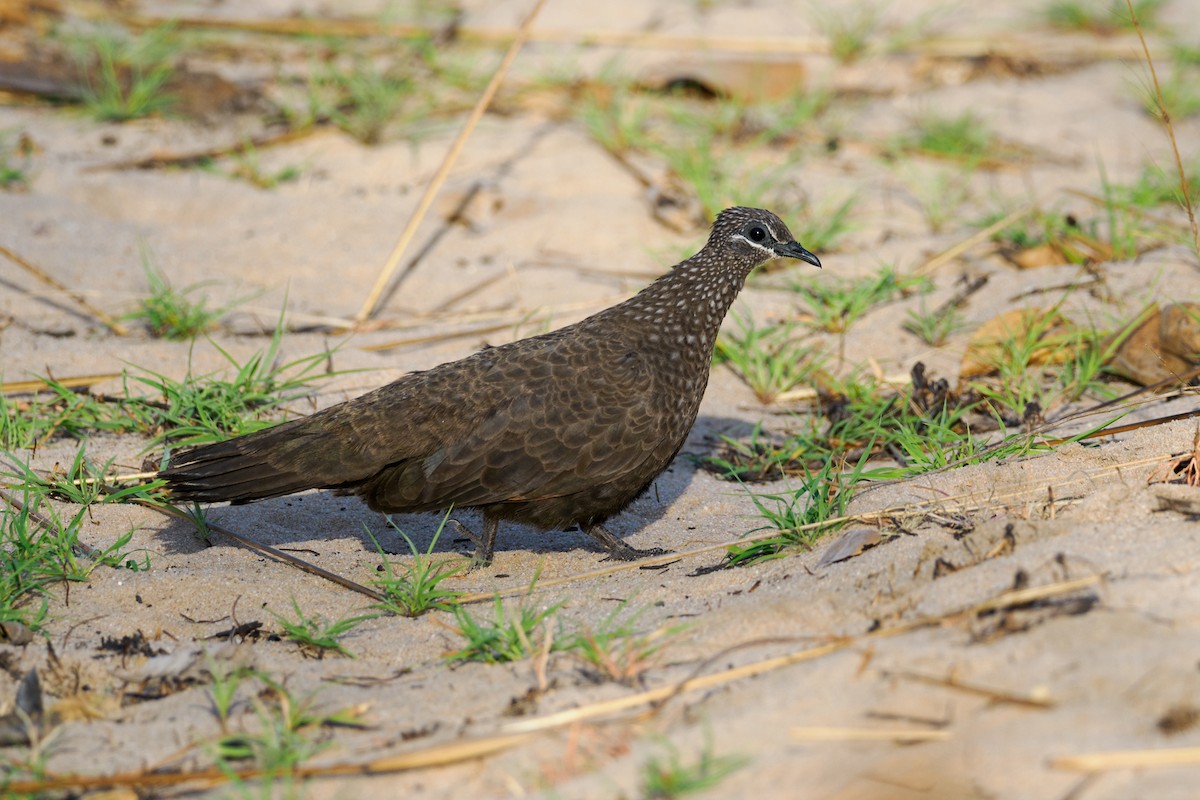 Chestnut-quilled Rock-Pigeon - ML625147365