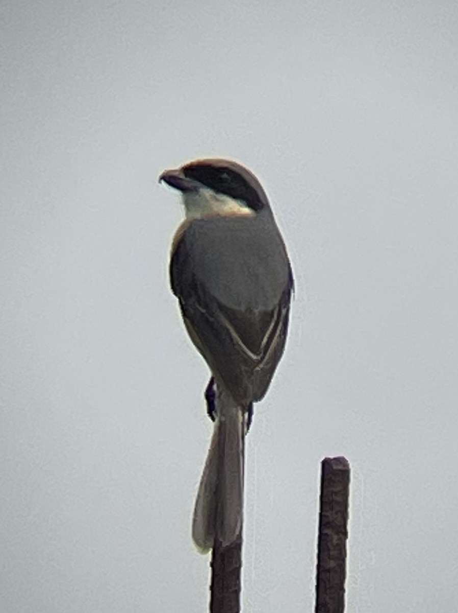 Gray-backed Shrike - ML625147418