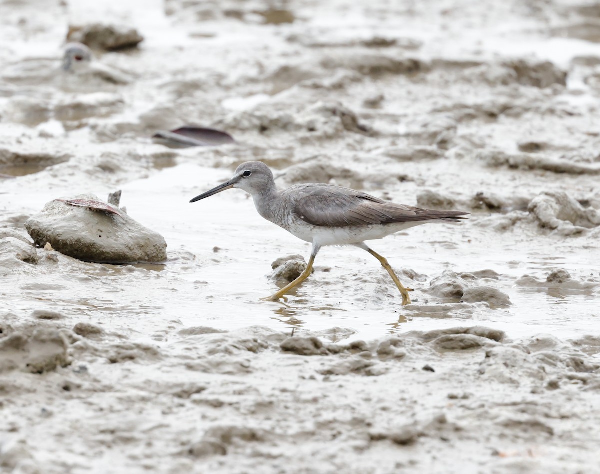 Gray-tailed Tattler - ML625147519