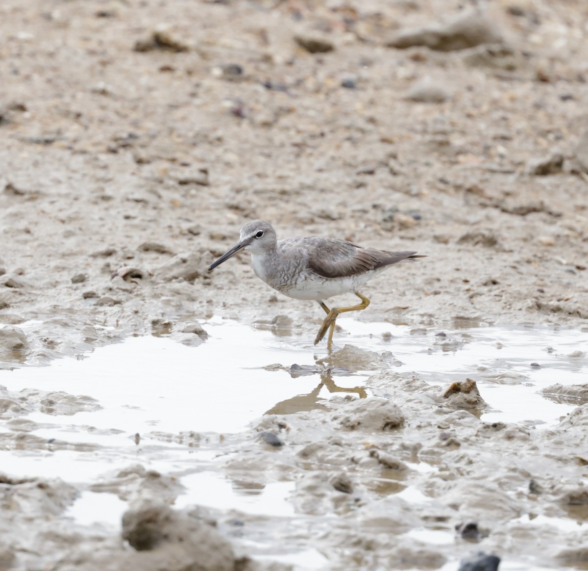 Gray-tailed Tattler - ML625147524