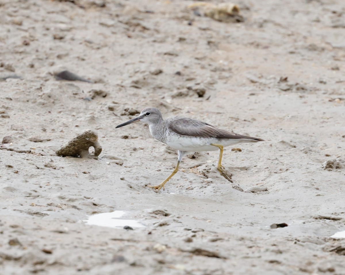 Gray-tailed Tattler - ML625147527