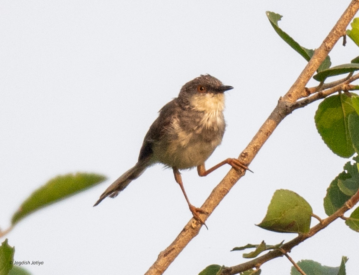 Gray-breasted Prinia - ML625147564