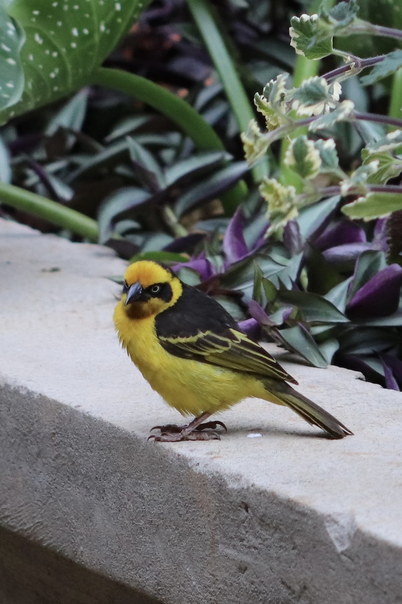 Baglafecht Weaver - ML625147567