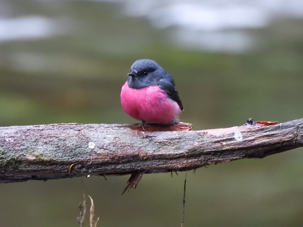 Pink Robin - ML625147576