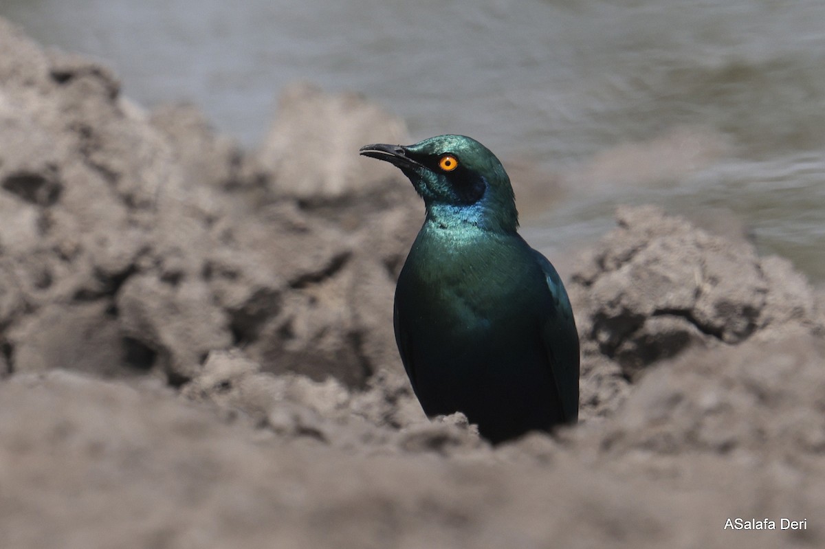 Greater Blue-eared Starling - ML625147701