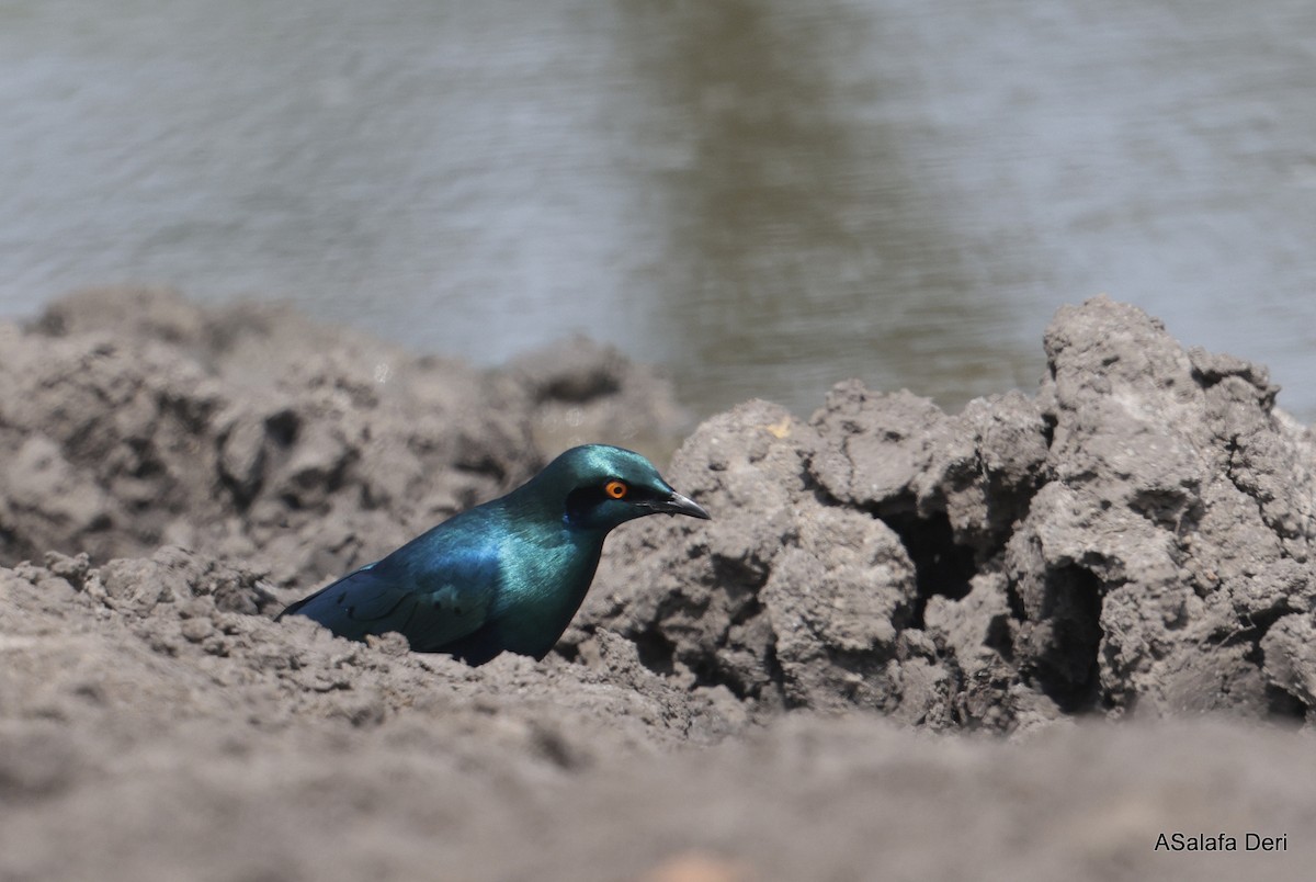 Greater Blue-eared Starling - ML625147702