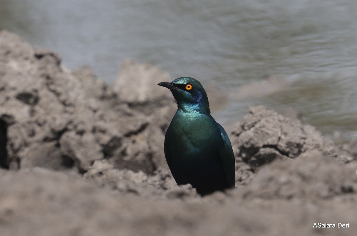 Greater Blue-eared Starling - Fanis Theofanopoulos (ASalafa Deri)