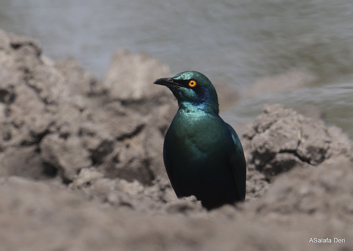 Greater Blue-eared Starling - ML625147704