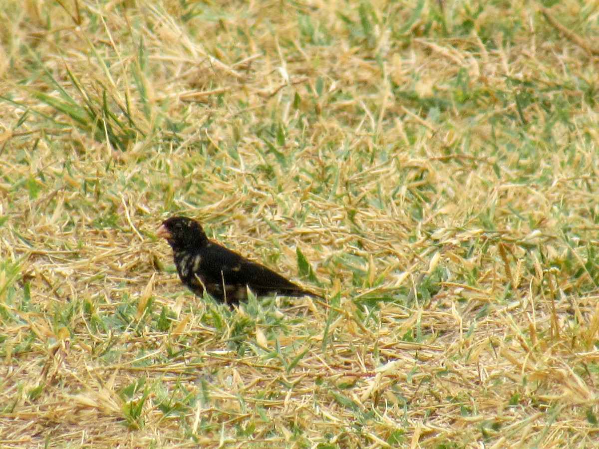 Village Indigobird - ML625147715