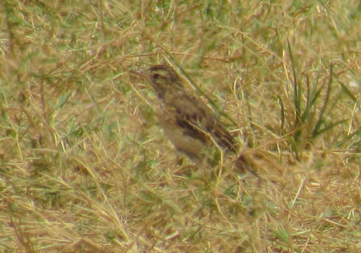 African Pipit - ML625147724