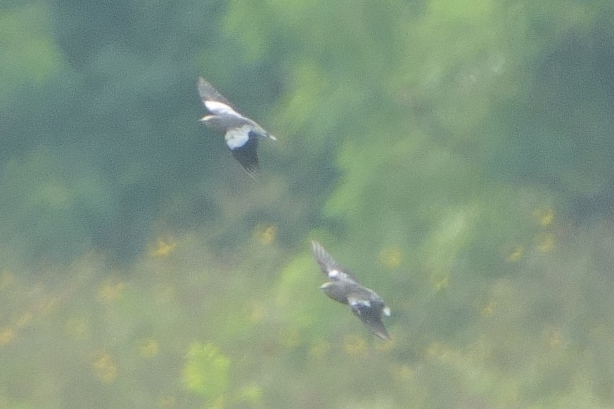 špaček čínský - ML625147760