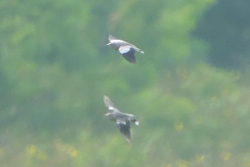 špaček čínský - ML625147761