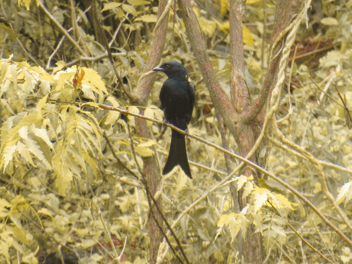 Fork-tailed Drongo - ML625147763