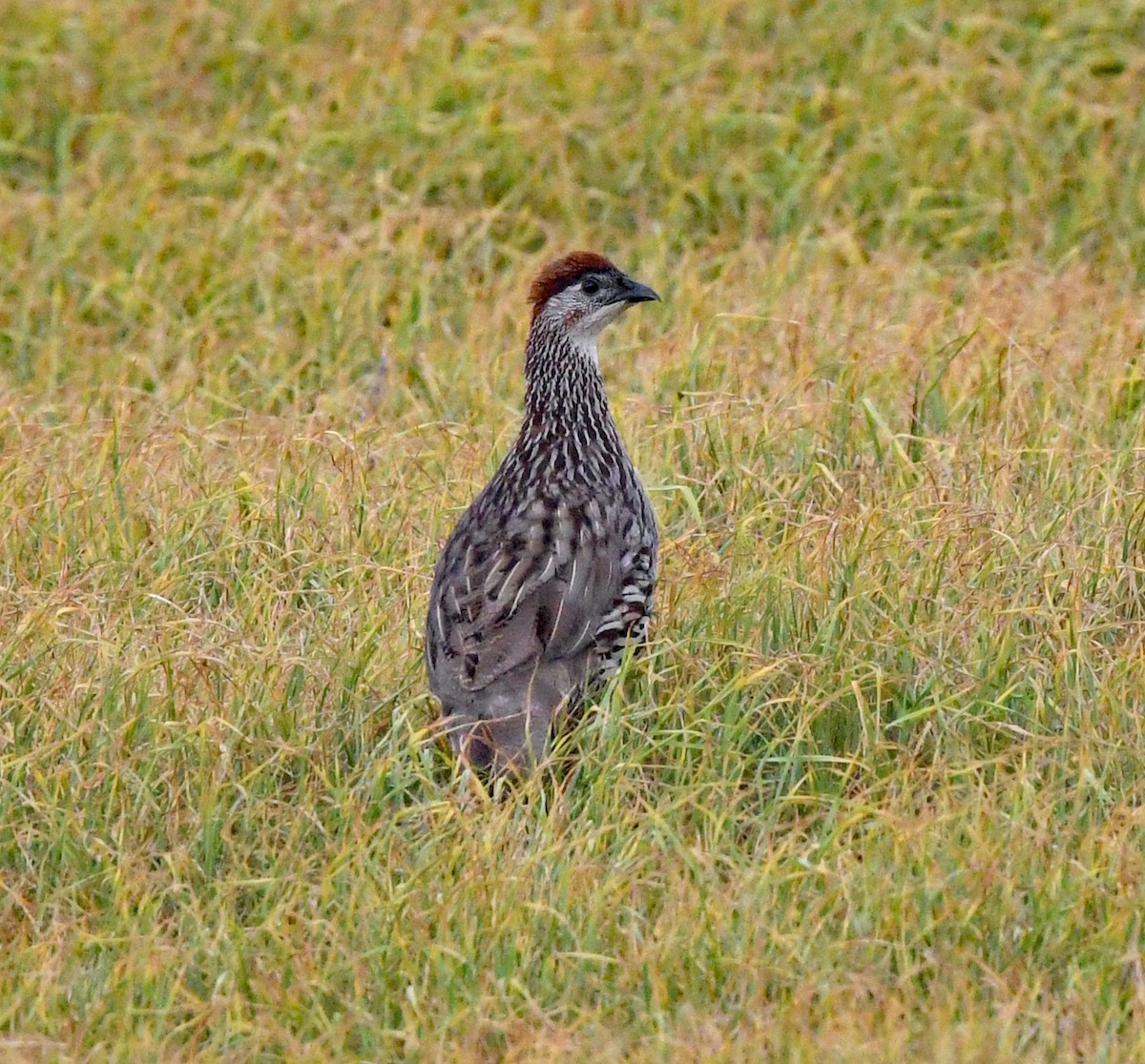 Erckel's Spurfowl - ML625147771