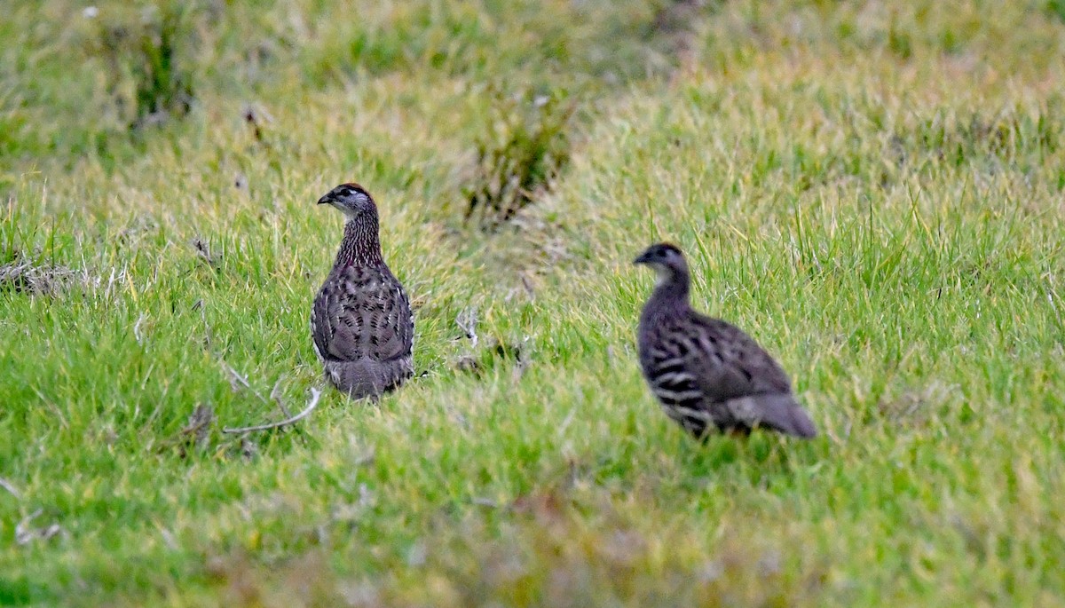 Erckel's Spurfowl - ML625147772