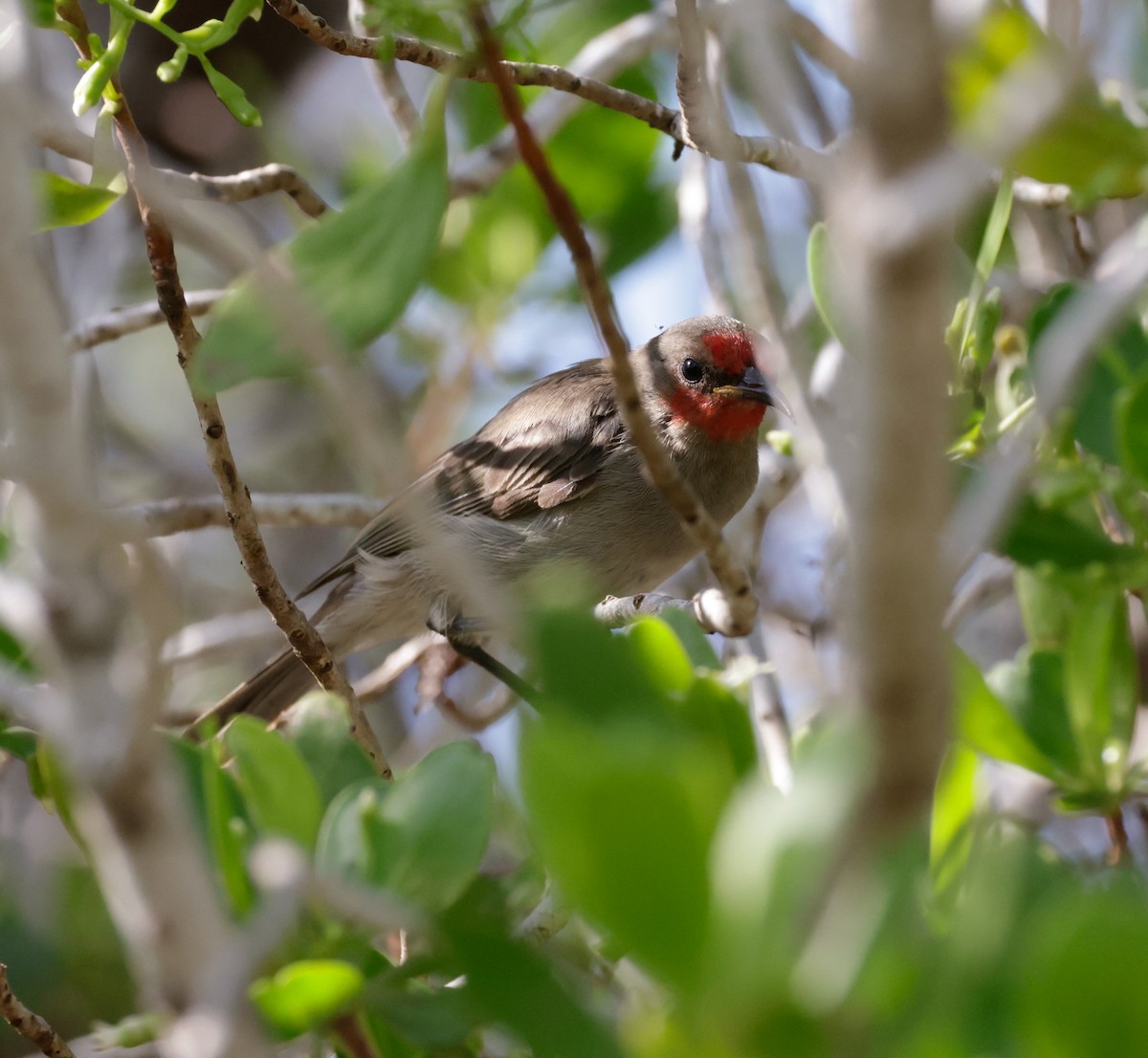 Red-headed Myzomela - ML625147784