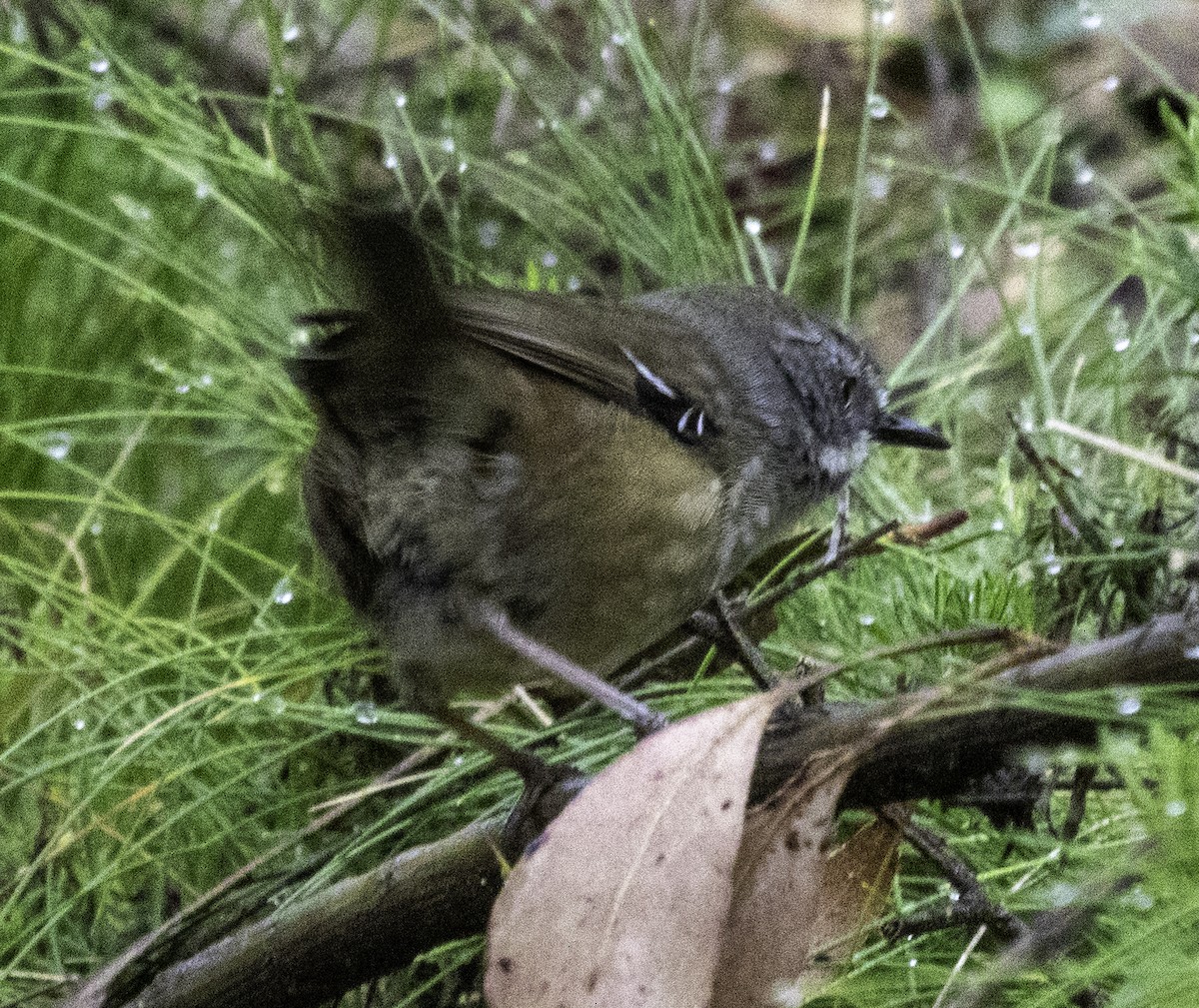 Weißbrauensericornis [frontalis-Gruppe] - ML625147788