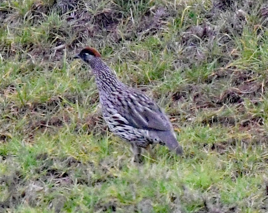 Erckel's Spurfowl - ML625147795