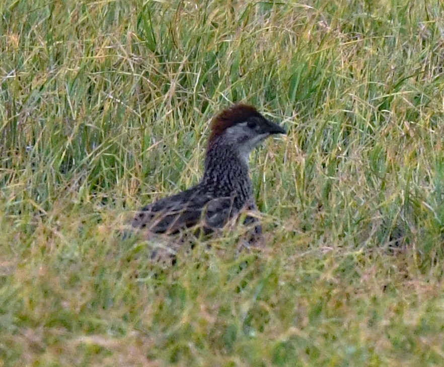 Erckel's Spurfowl - ML625147796