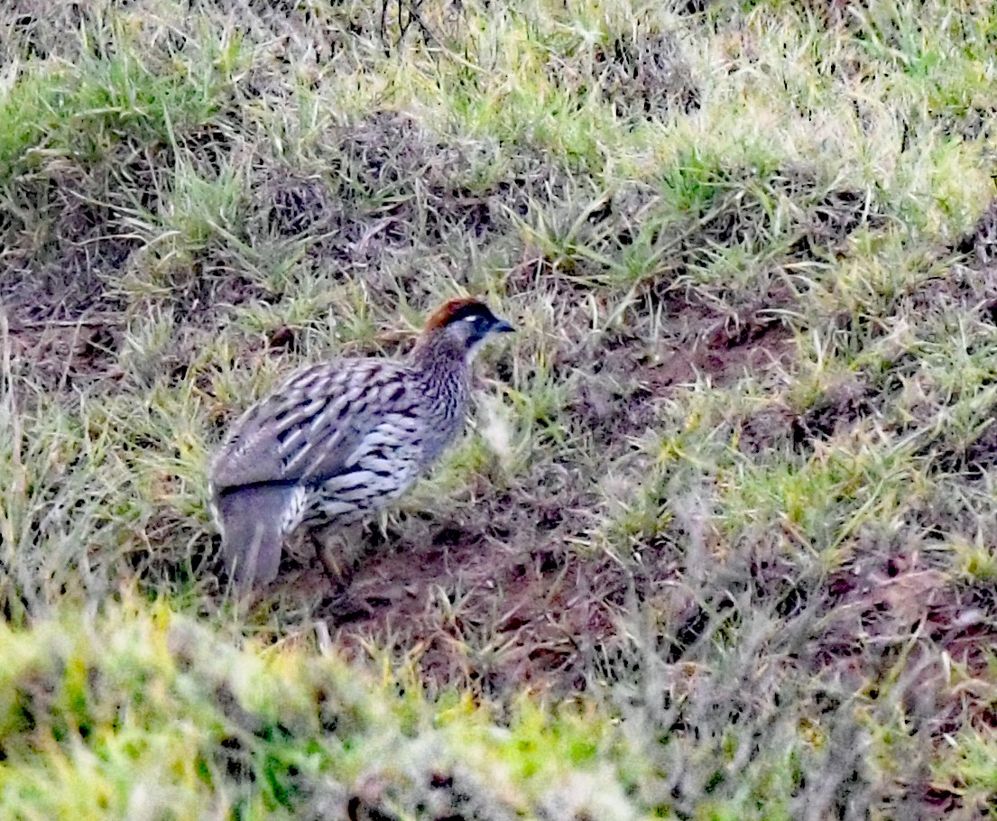 Erckel's Spurfowl - ML625147797