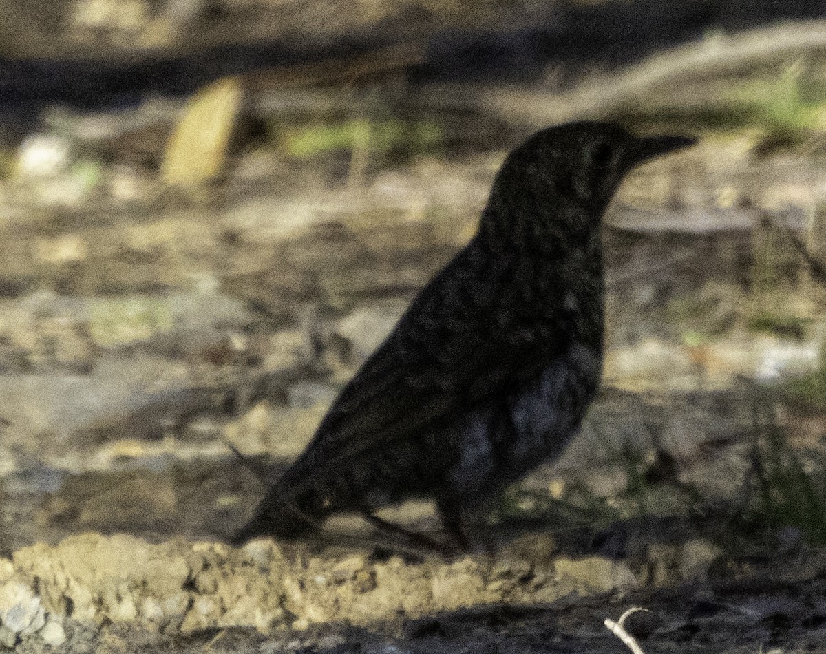 Bassian Thrush - ML625147851