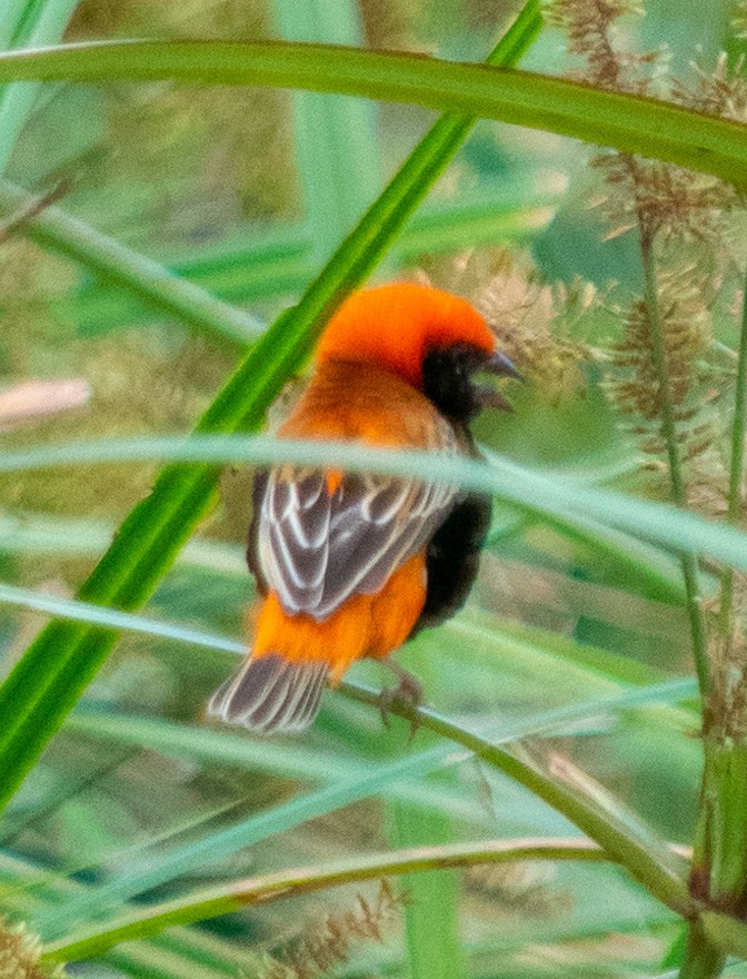 Zanzibar Red Bishop - ML625147904