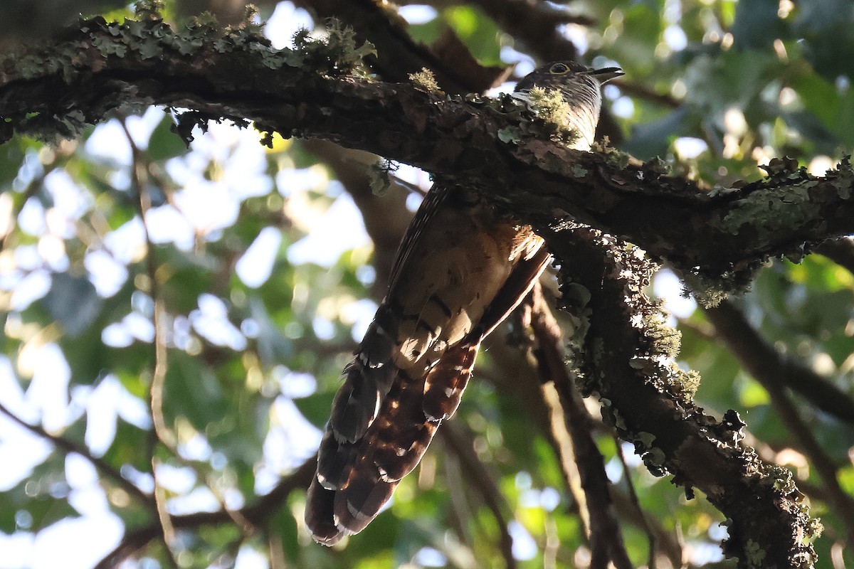 Barred Long-tailed Cuckoo - ML625147905