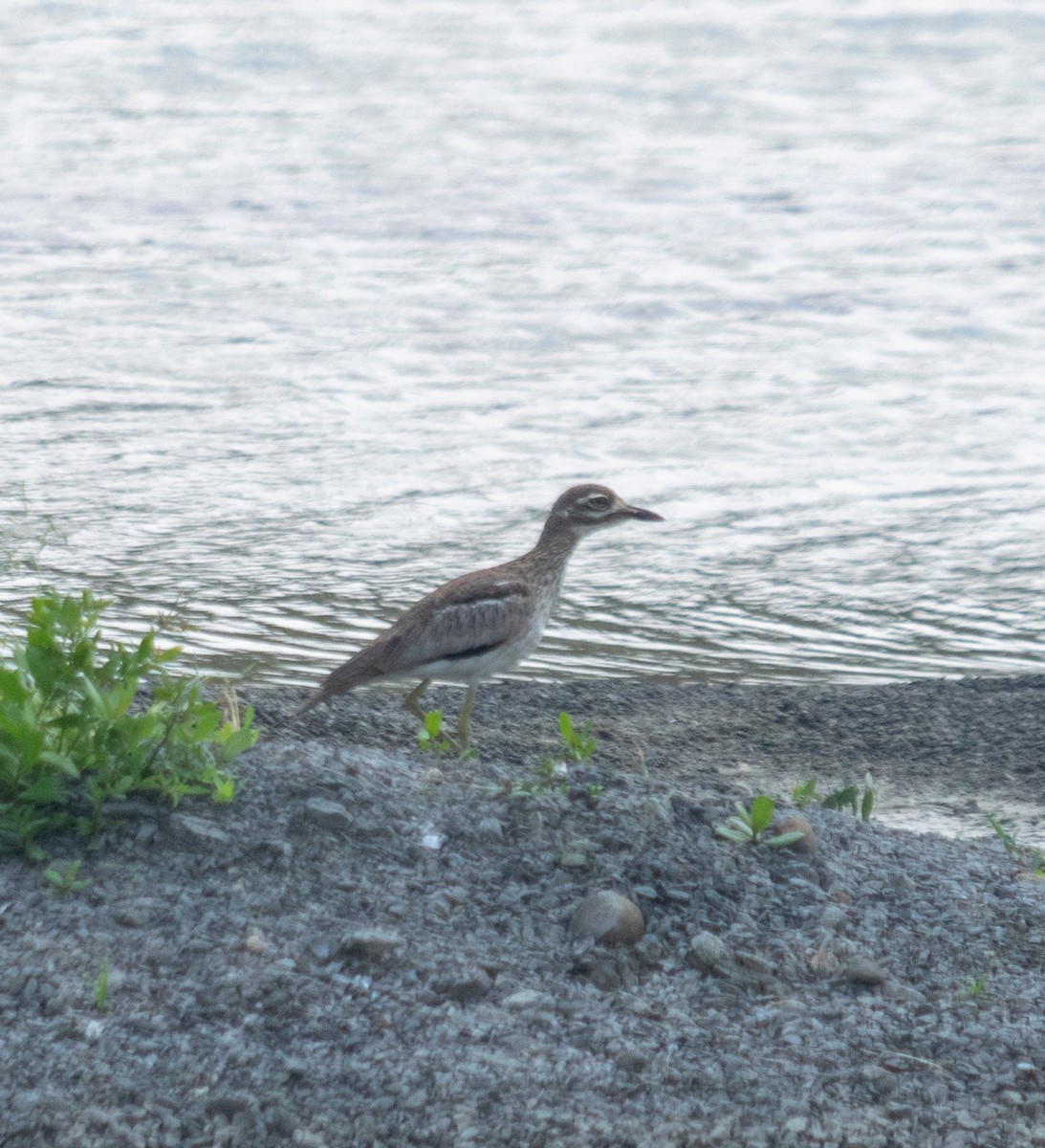 Water Thick-knee - ML625147914