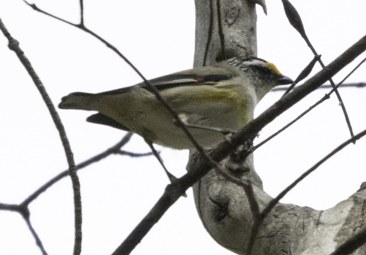 Streifenpanthervogel - ML625148013