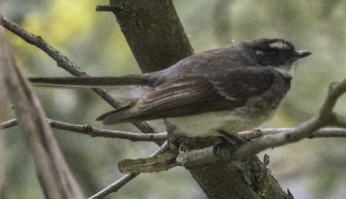 Graufächerschwanz (alisteri) - ML625148046