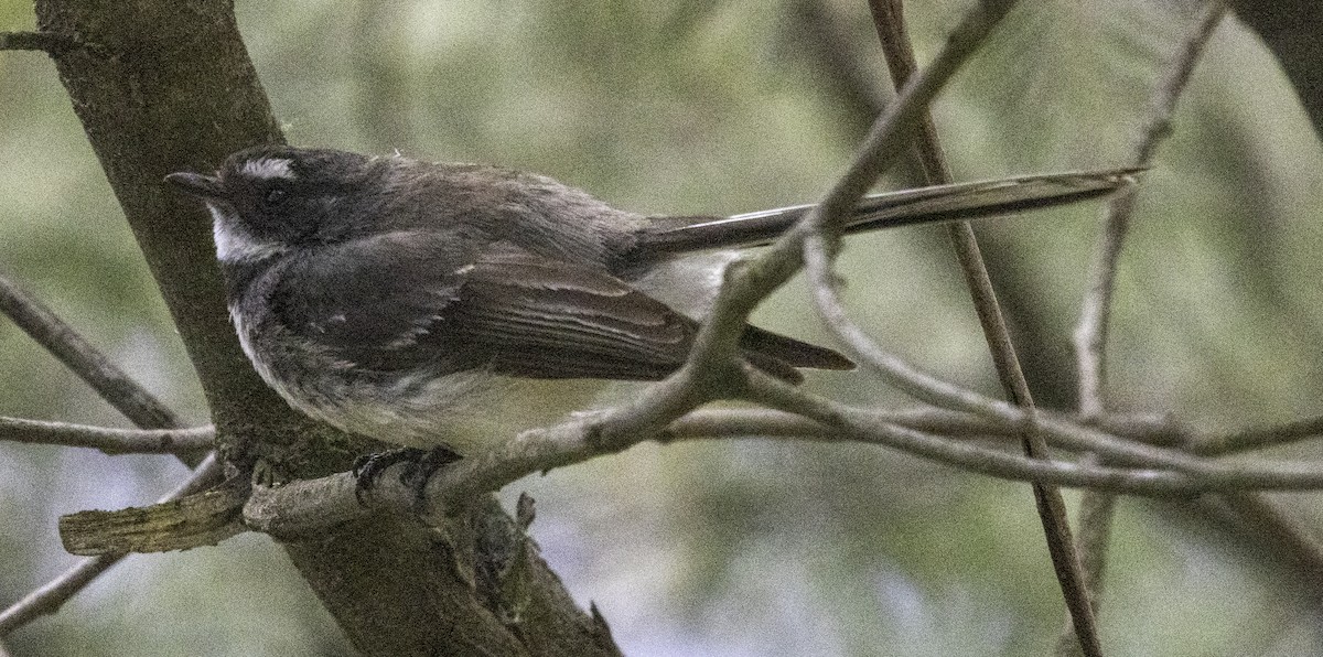 Graufächerschwanz (alisteri) - ML625148047