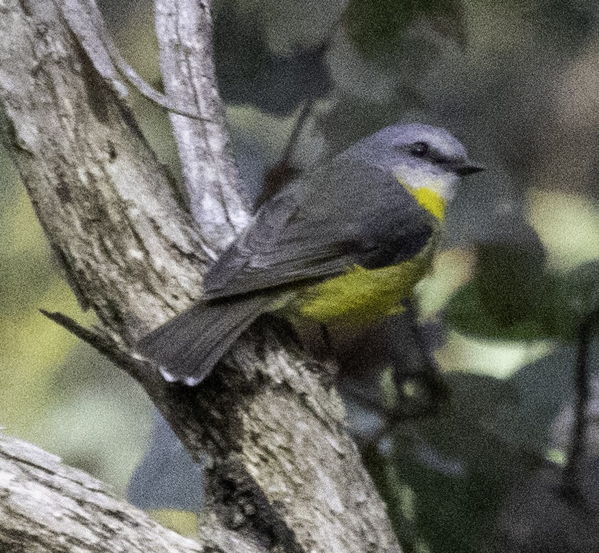 Goldbauchschnäpper - ML625148050