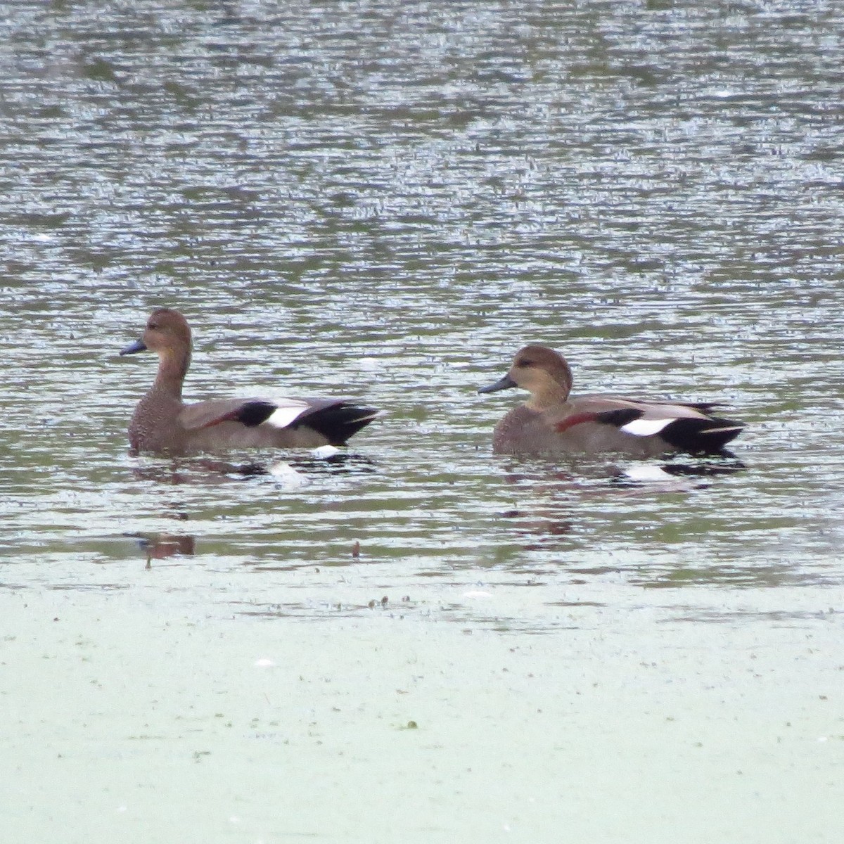 Gadwall - ML625148118