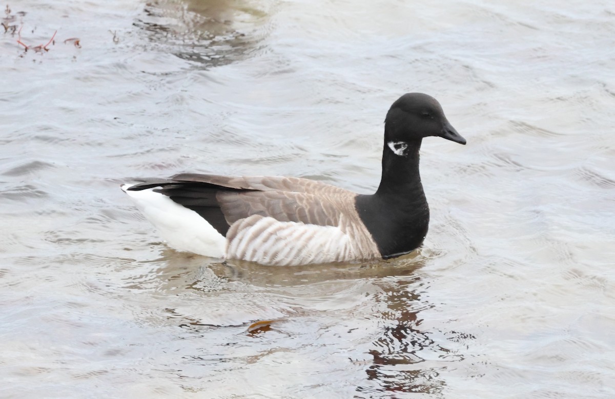 Brant (Pale-bellied) - ML625148199