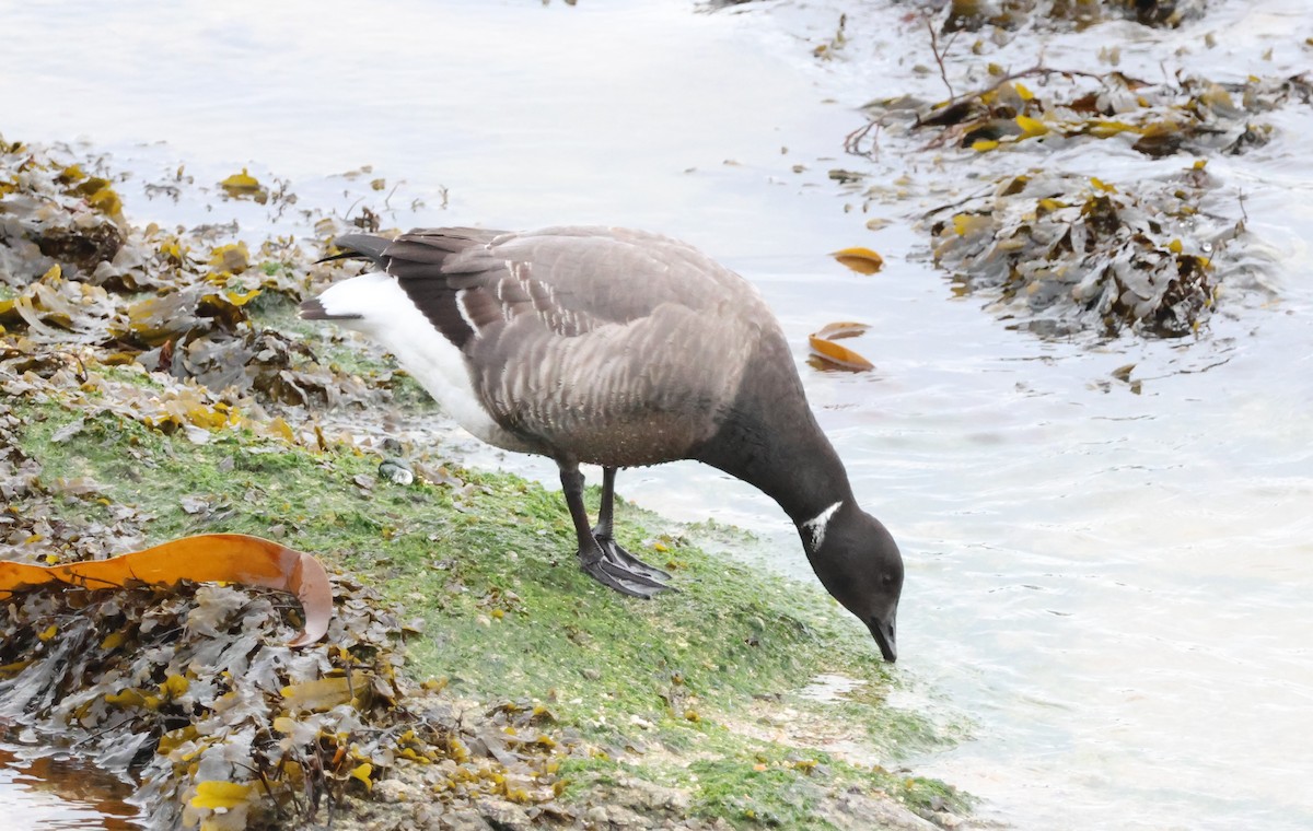Brant (Dark-bellied) - ML625148213